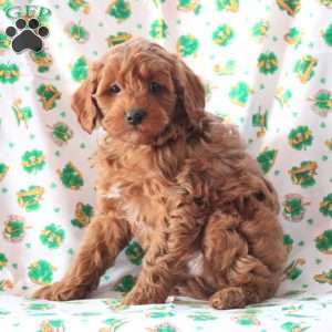 Prince, Cavapoo Puppy