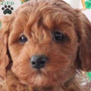 Prince, Cavapoo Puppy