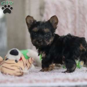 Prince, Yorkie-Chon Puppy