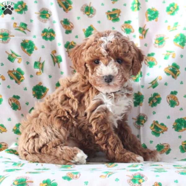 Princess, Cavapoo Puppy