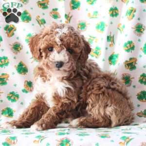 Princess, Cavapoo Puppy