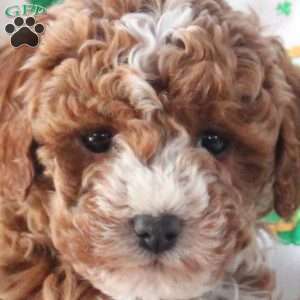 Princess, Cavapoo Puppy