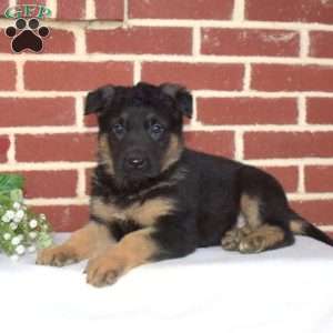 Puma, German Shepherd Puppy
