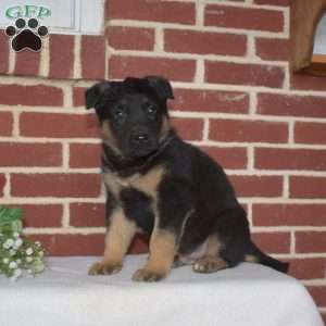 Puma, German Shepherd Puppy