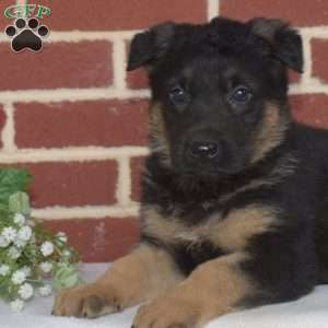 Puma, German Shepherd Puppy