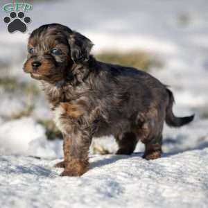 Pumba, Cavapoo Puppy