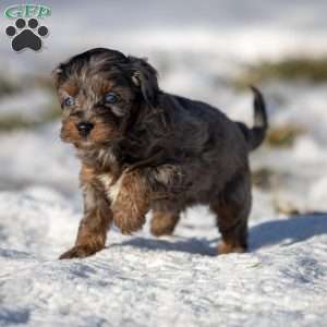 Pumba, Cavapoo Puppy