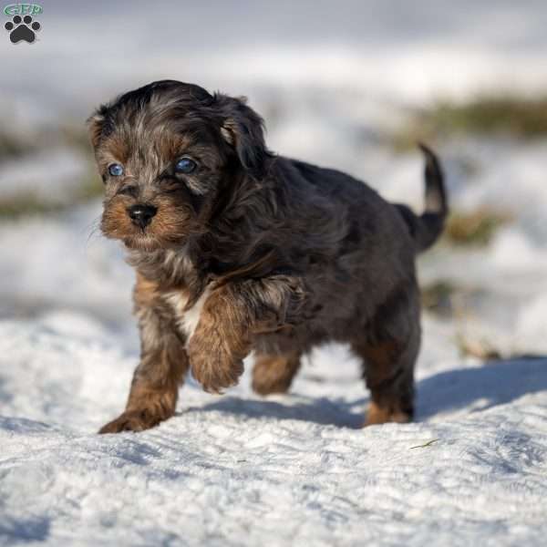 Pumba, Cavapoo Puppy