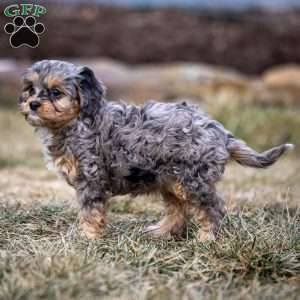 Pumba, Cavapoo Puppy