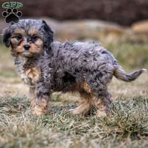 Pumba, Cavapoo Puppy