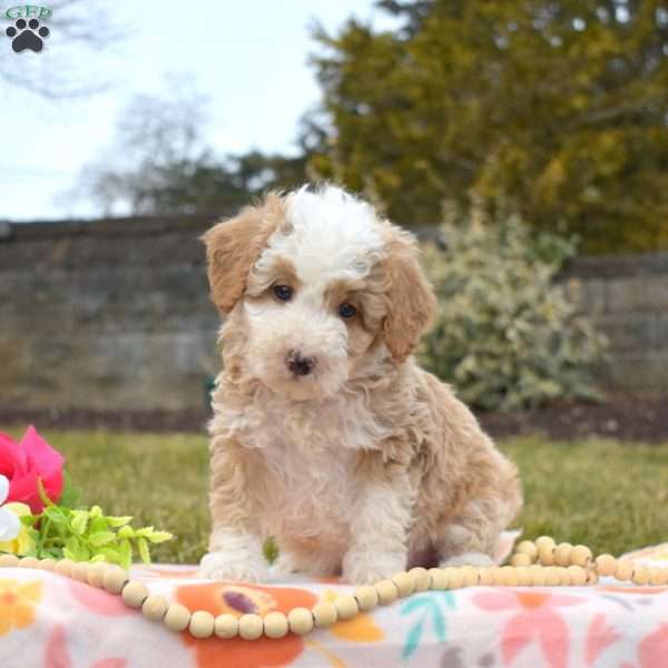 Pumpernickel, Mini Goldendoodle Puppy