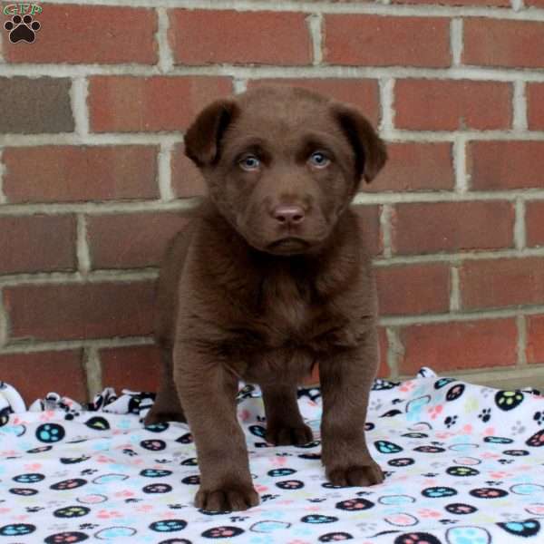 Quinn, Chocolate Labrador Retriever Puppy