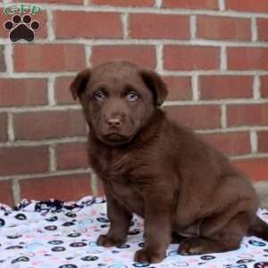 Quinn, Chocolate Labrador Retriever Puppy