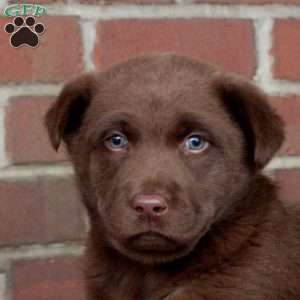 Quinn, Chocolate Labrador Retriever Puppy