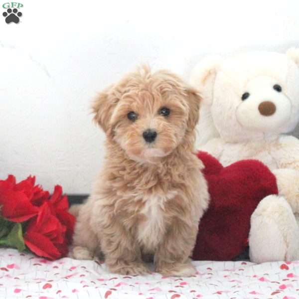 Quinton, Maltipoo Puppy