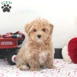 Quinton, Maltipoo Puppy