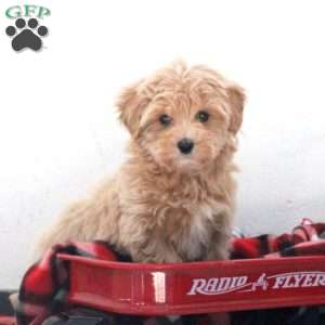 Quinton, Maltipoo Puppy