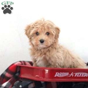 Quinton, Maltipoo Puppy