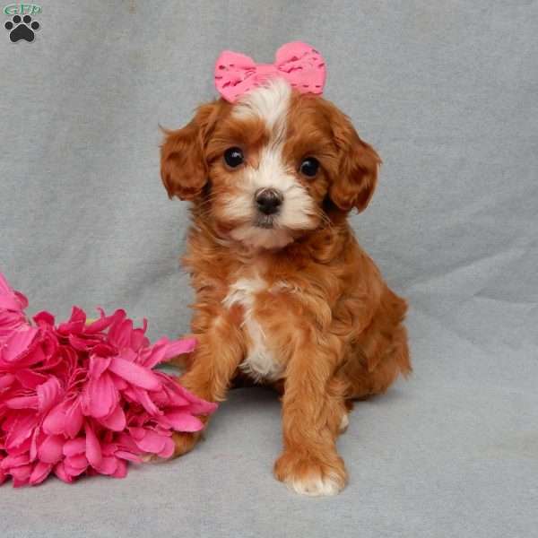 Bubbles, Cavapoo Puppy