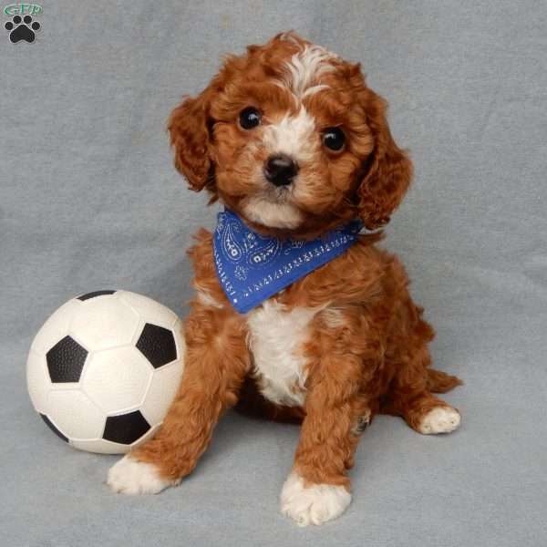 Ollie, Cavapoo Puppy