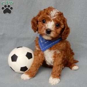 Ollie, Cavapoo Puppy