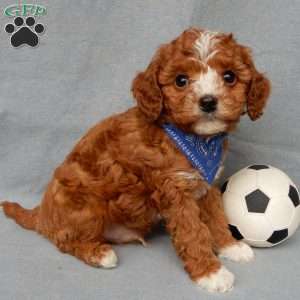 Ollie, Cavapoo Puppy