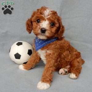 Ollie, Cavapoo Puppy