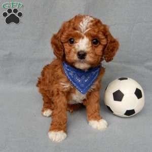 Ollie, Cavapoo Puppy