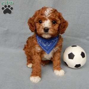 Ollie, Cavapoo Puppy