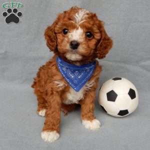 Ollie, Cavapoo Puppy