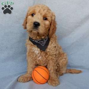 Cosmo-Medium, Goldendoodle Puppy