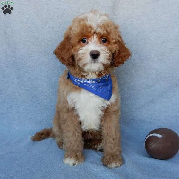 Marley, Cavapoo Puppy