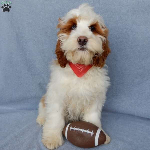 Rudolph, Cockapoo Puppy