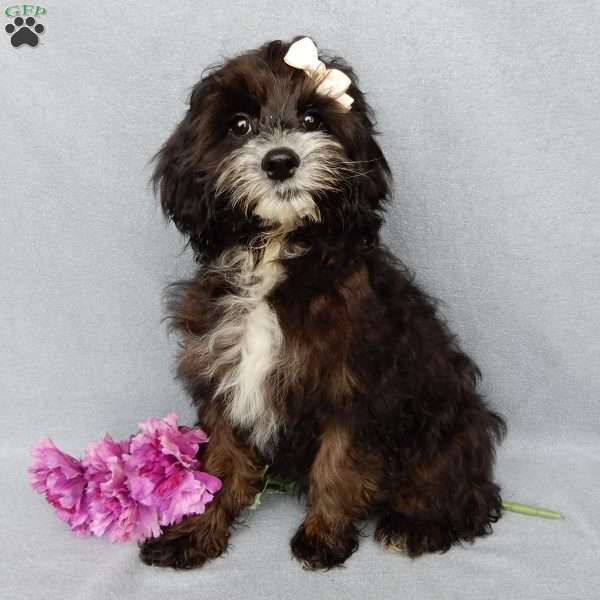 Holly, Cockapoo Puppy