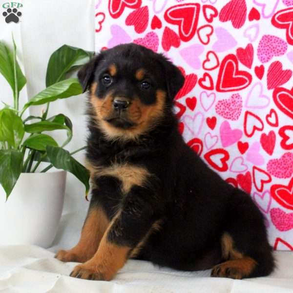 Rachel, Rottweiler Puppy