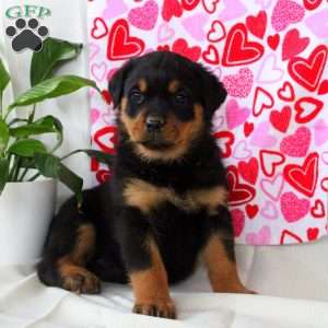 Rachel, Rottweiler Puppy