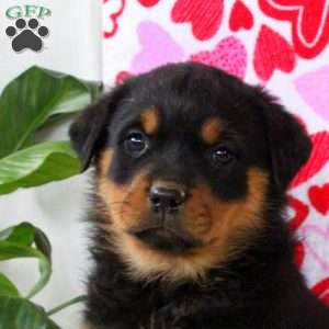 Rachel, Rottweiler Puppy