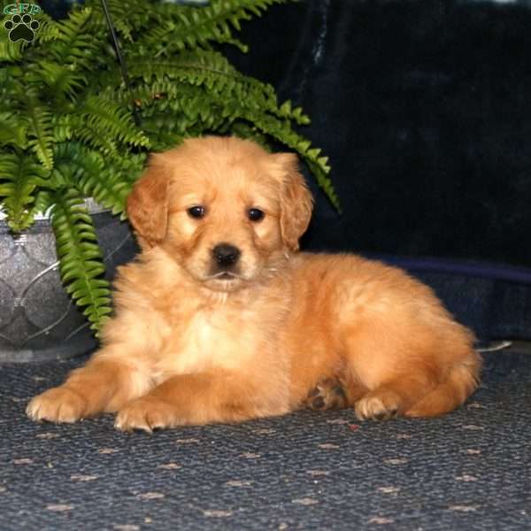 Rachel, Golden Retriever Puppy