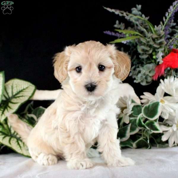 Rachel, Maltipoo Puppy