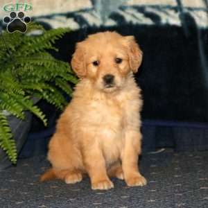 Rachel, Golden Retriever Puppy