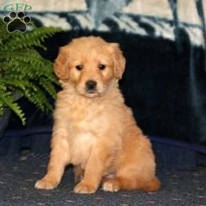 Rachel, Golden Retriever Puppy