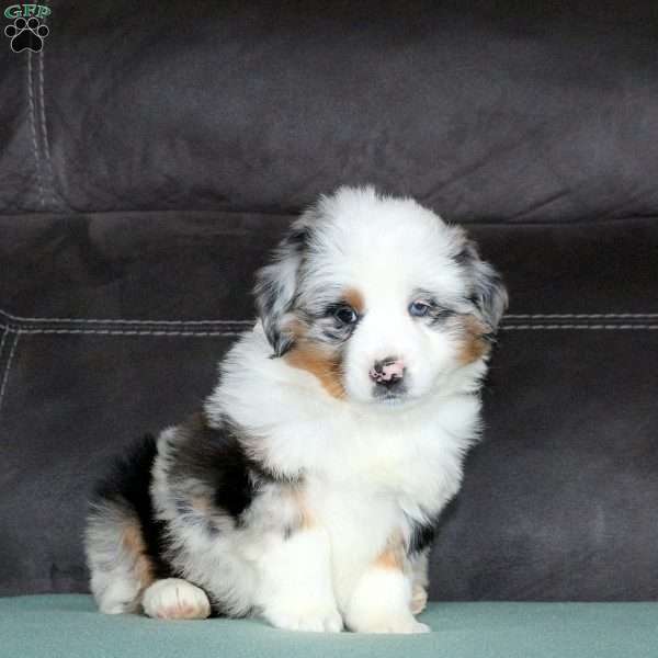 Rae, Miniature Australian Shepherd Puppy