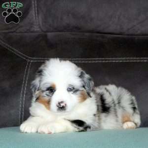 Rae, Miniature Australian Shepherd Puppy