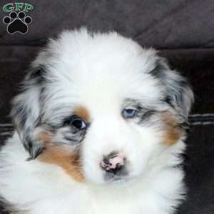 Rae, Miniature Australian Shepherd Puppy