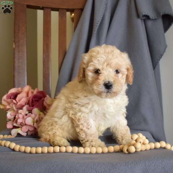 Ralph, Maltipoo Puppy