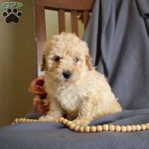 Ralph, Maltipoo Puppy