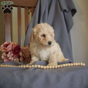 Ralph, Maltipoo Puppy