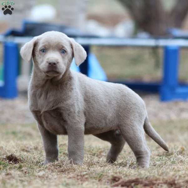 Ranae, Silver Labrador Retriever Puppy