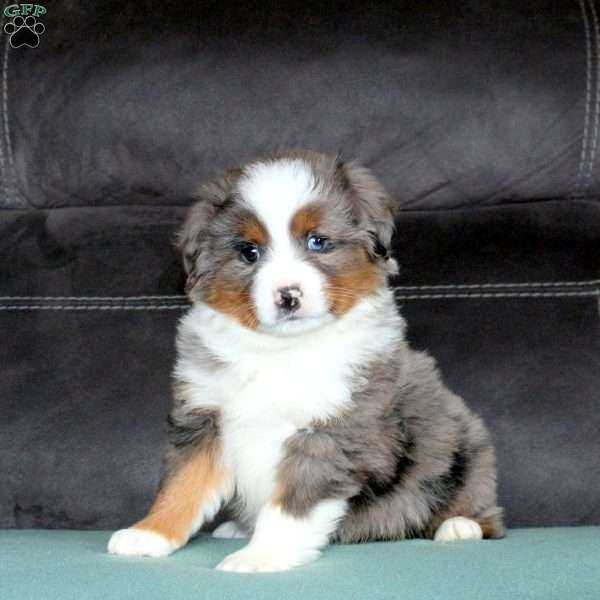 Ranger, Miniature Australian Shepherd Puppy