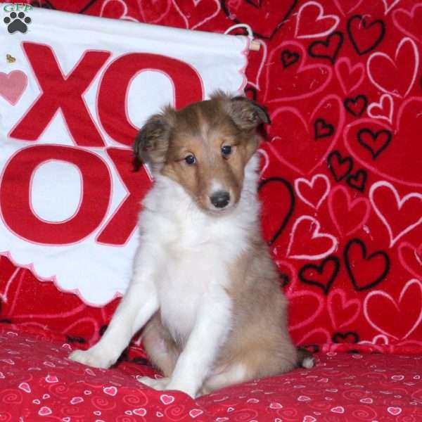 Ranger, Sheltie Puppy